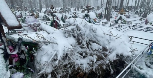 Женщина погибла под упавшим деревом на кладбище в Новосибирске во время шторма