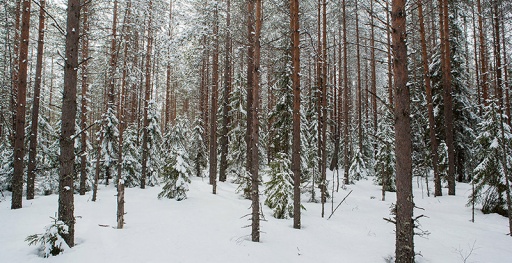 Конфликт по поводу нового кладбищенского участка между мэрией и прокуратурой