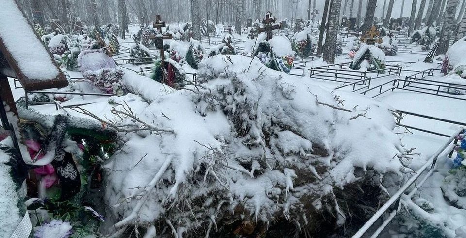 Женщина погибла под упавшим деревом на кладбище в Новосибирске во время шторма